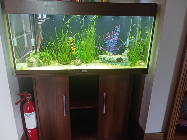 fish tanks 3 Fish Ads For Sale in Wexford DoneDeal