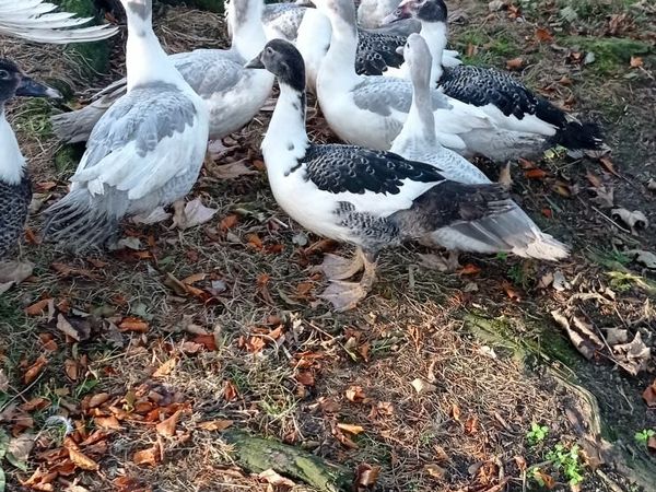 Muscovy Ducks for sale in Co. Offaly for €123 on DoneDeal