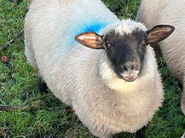 Sheep Ads For Sale in Ulster | DoneDeal