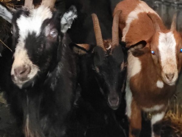 Goats for sale for sale in Co. Mayo for €1,234 on DoneDeal