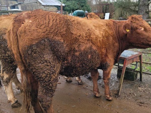 Springers in Drumshanbo Mart (31/01/25) for sale in Co. Leitrim for €1 ...