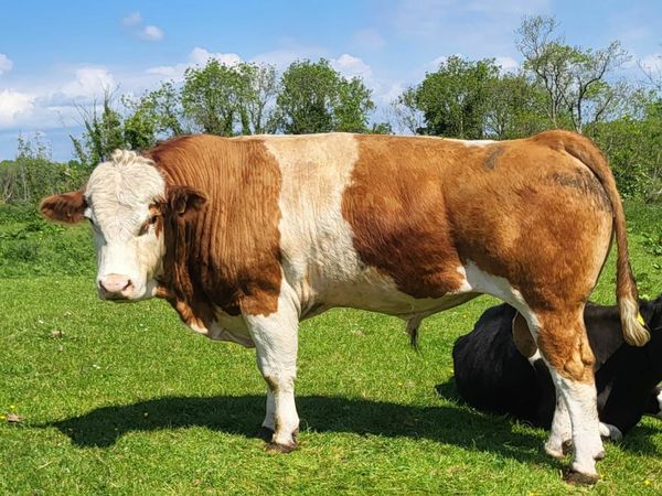 Polled Bull. No Horns on his calves for sale in Co. Mayo for €3,900 on ...
