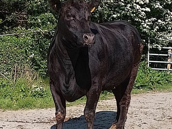 Pedigree reg Angus Heifer for sale in Co. Kerry for €0 on DoneDeal