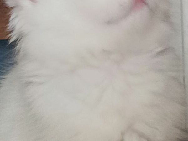 no-image