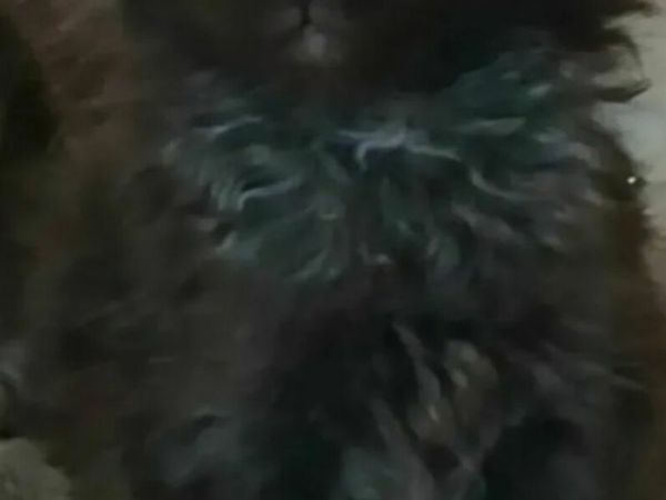 no-image