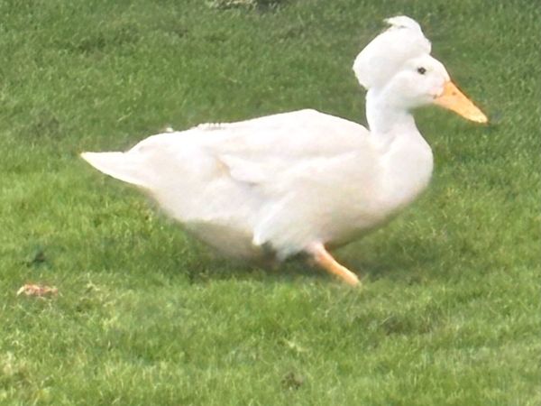 no-image