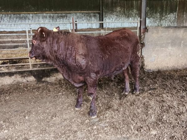 Pedigree registered Saler bull for sale in Co. Wexford for €1,234 on ...