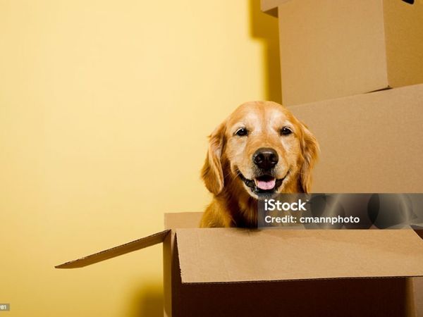 no-image