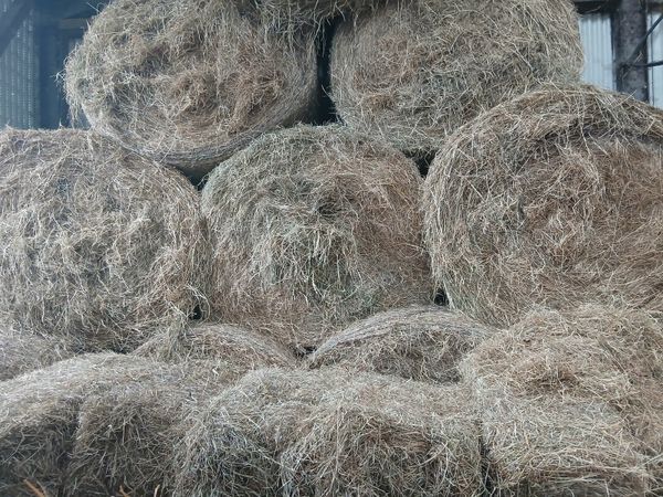Round Bales of Hay & Small square bales of Hay for sale in Co. Cork for ...
