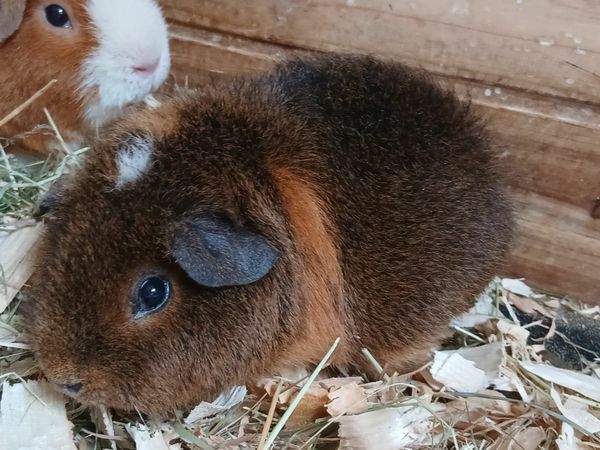 Teddy Guinea Rex Guinea Pigs For Sale Near Me Guinea Pig Teddy On Sale