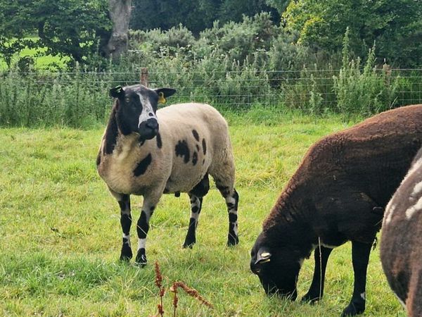 Organic Dutch Spotted Rams SIS for sale in Co. Wicklow for €400 on DoneDeal