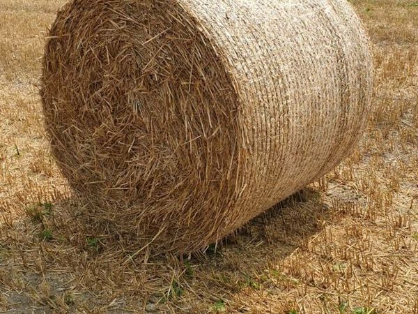 Spring Barley Straw for sale in Co. Carlow for €20 on DoneDeal