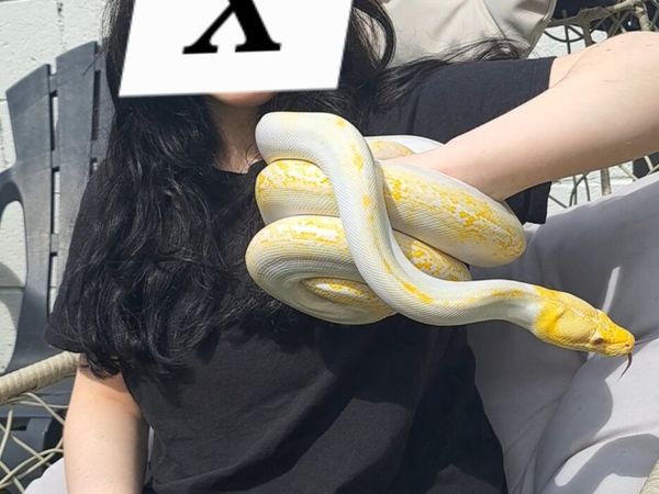 no-image