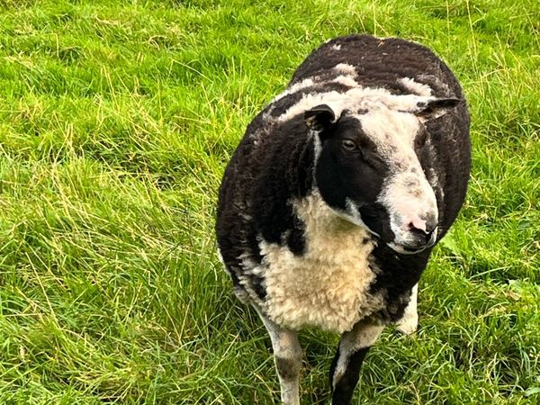 Spotted Dutch ram for sale in Co. Donegal for €350 on DoneDeal