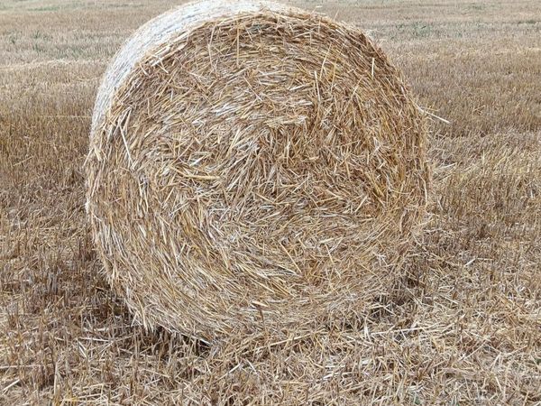 Spring barley straw for sale for sale in Co. Cork for €20 on DoneDeal