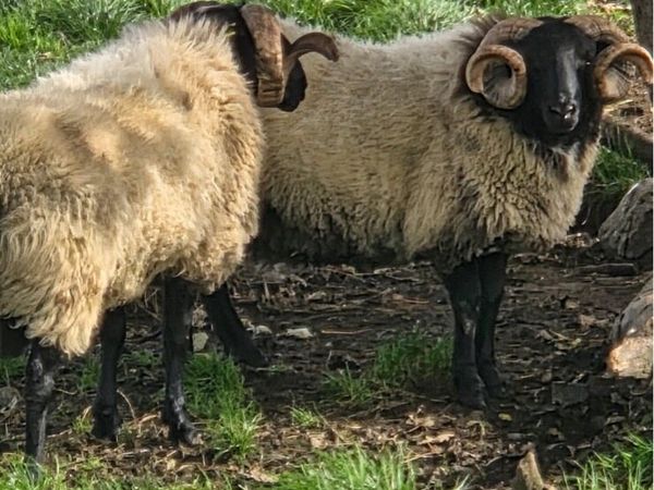 Blackface mountain horned rams for sale in Co. Mayo for €12,345 on DoneDeal