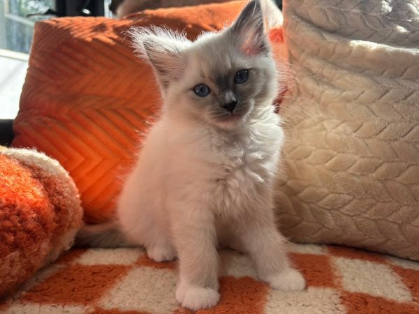 Ragdoll kittens - ONLY ONE LEFT for sale in Co. Cork for €800 on DoneDeal