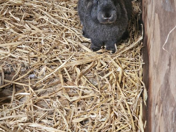 Giant Flemish Rabbits for sale in Co. Galway for €40 on DoneDeal