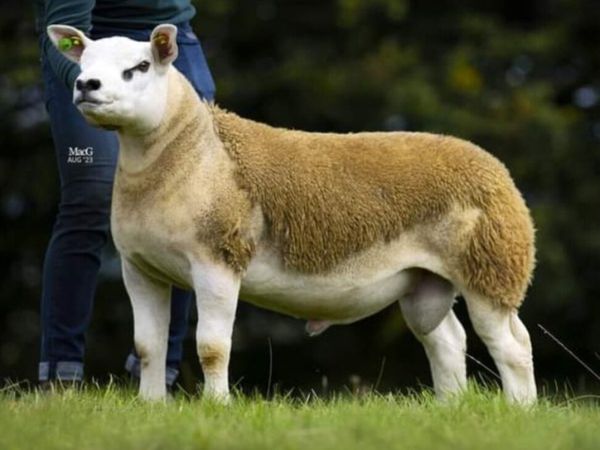 no-image