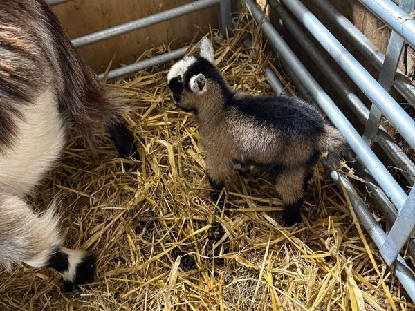 Baby Pygmy Female kid ready for Christmas for sale in Co. Armagh for £ ...