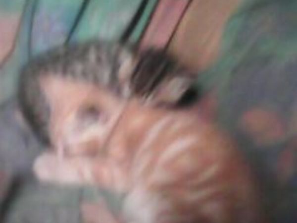 no-image
