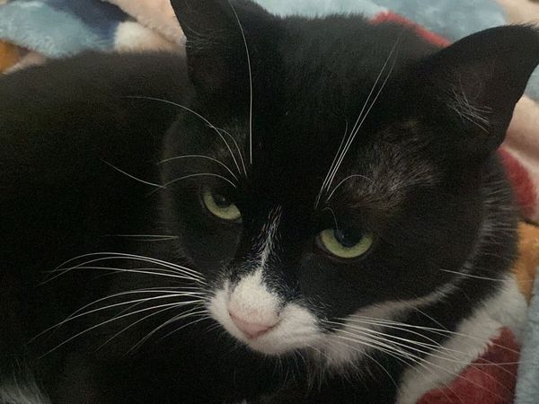 Cat tuxedo cat for sale in Meath for €1 on DoneDeal