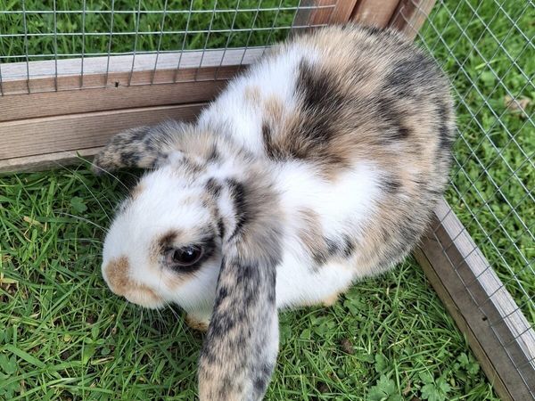 Mini Lop rabbit for sale in Co. Cork for €80 on DoneDeal