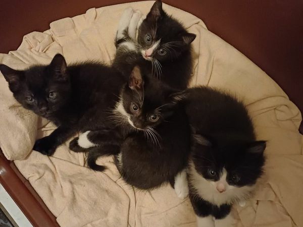 Black kitten left GIRL for sale in Wexford for €30 on DoneDeal