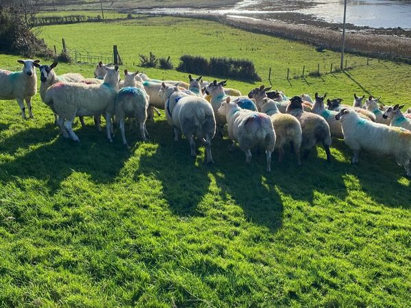 Chartex ram for sale in Co. Mayo for €450 on DoneDeal