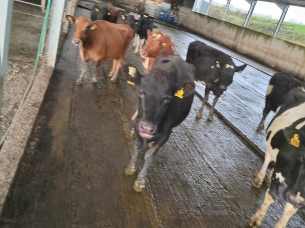 Young empty cows for sale in Co. Cork for €1,250 on DoneDeal