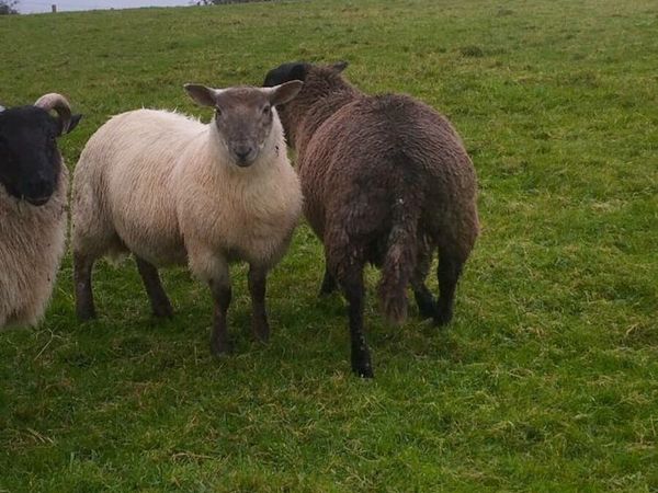 Chartex Ram Lamb for sale in Co. Mayo for €1 on DoneDeal