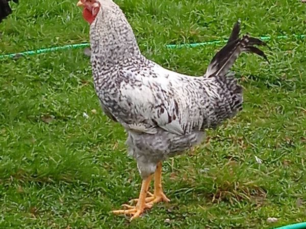 Gorgeous Cream Legbar Rooster 4 months old for sale in Co. Leitrim for ...