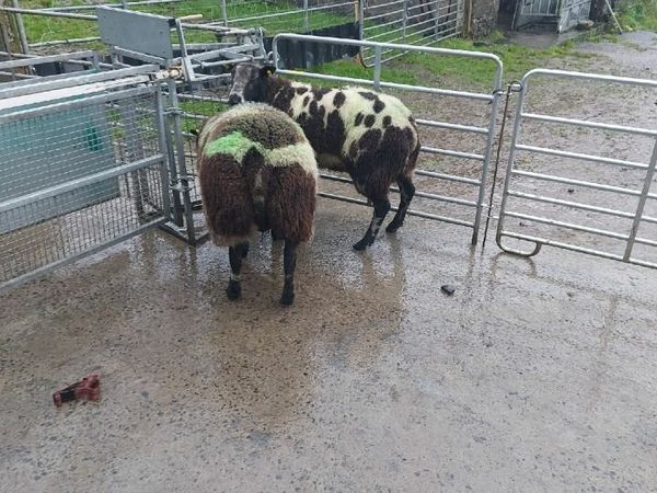 Dutch Spotted Rams for sale in Co. Mayo for €500 on DoneDeal