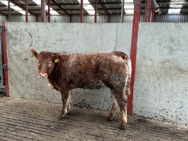 Roaned heifer for sale in Co. Derry for £1 on DoneDeal