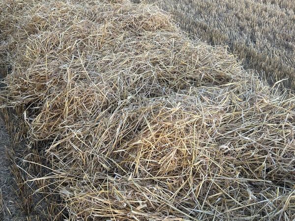 Spring Barley Straw for sale in Co. Carlow for €50 on DoneDeal