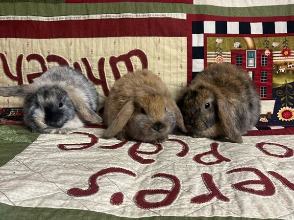 Rabbits for sale in Co. Sligo for €40 on DoneDeal