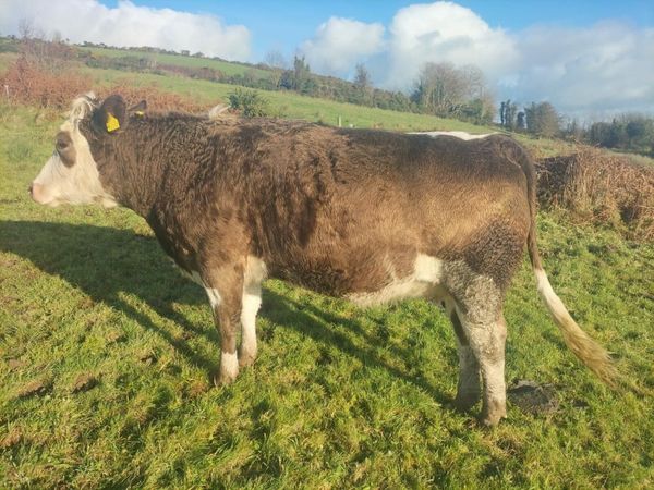 Simmental Cross Heifer for sale in Co. Limerick for €1 on DoneDeal