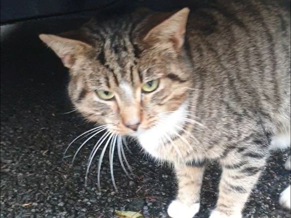 Skoda Octavia Saloon, Diesel, 2012, Grey
