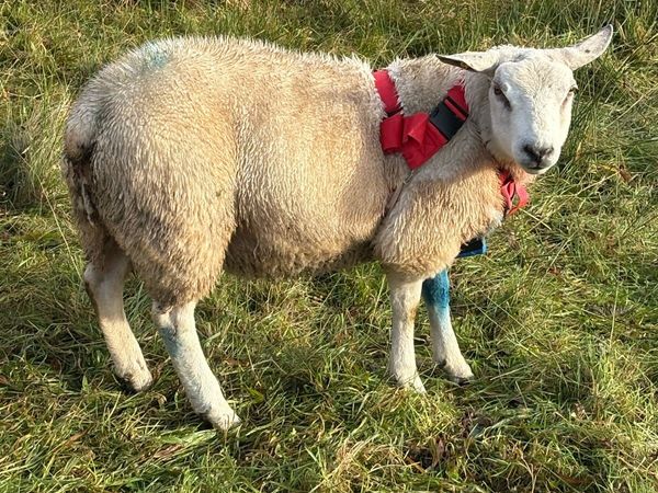 Ram texel for sale in Co. Roscommon for €380 on DoneDeal