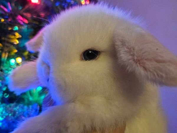 Purebred mini lop bunnies rabbits 🐇 for sale in Co. Galway for €120 on ...