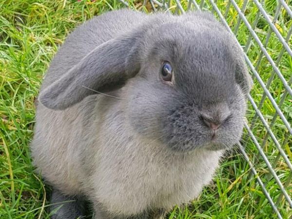 ⭐Last two!!!⭐Purebred Mini lop Bunnies/rabbits for sale in Co. Clare ...