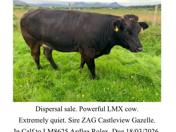 Milford Mart Wednesday 14th January, 12 noon. for sale in Co. Donegal ...