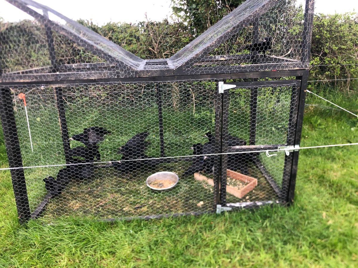 Crow grey crow starling traps for sale in Co. Tipperary for