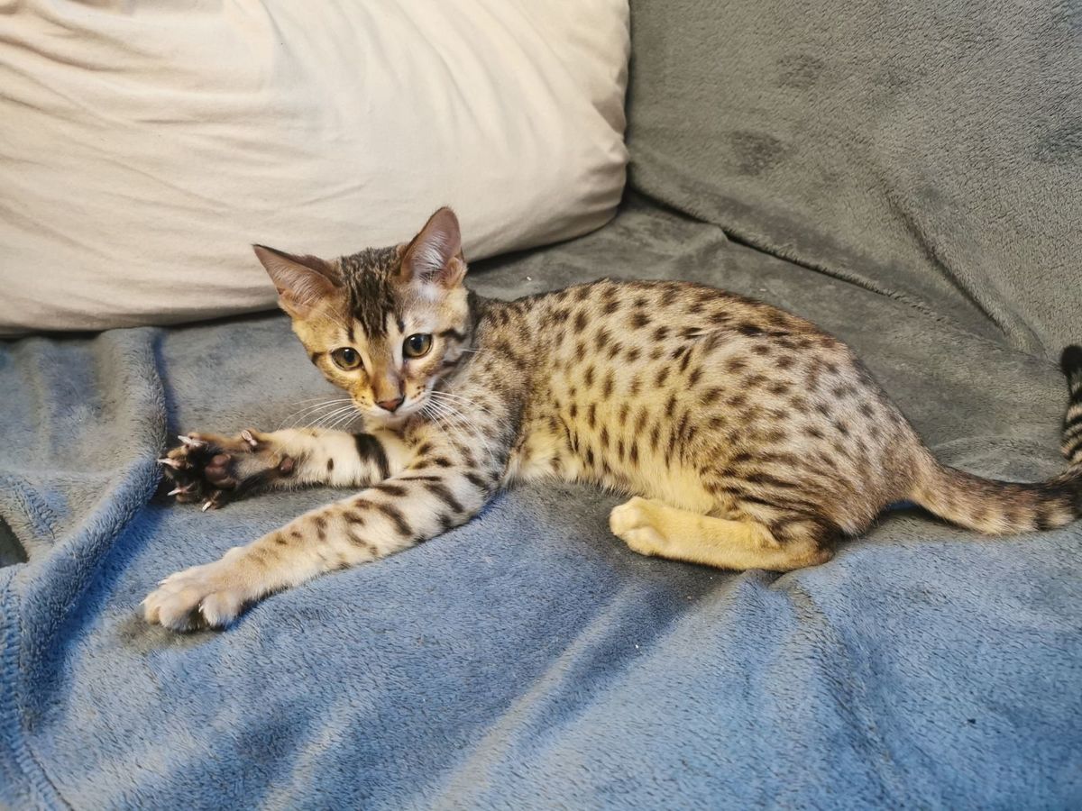 Large savannah best sale cat for sale