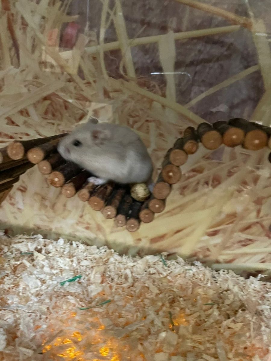 Done hot sale deal hamsters