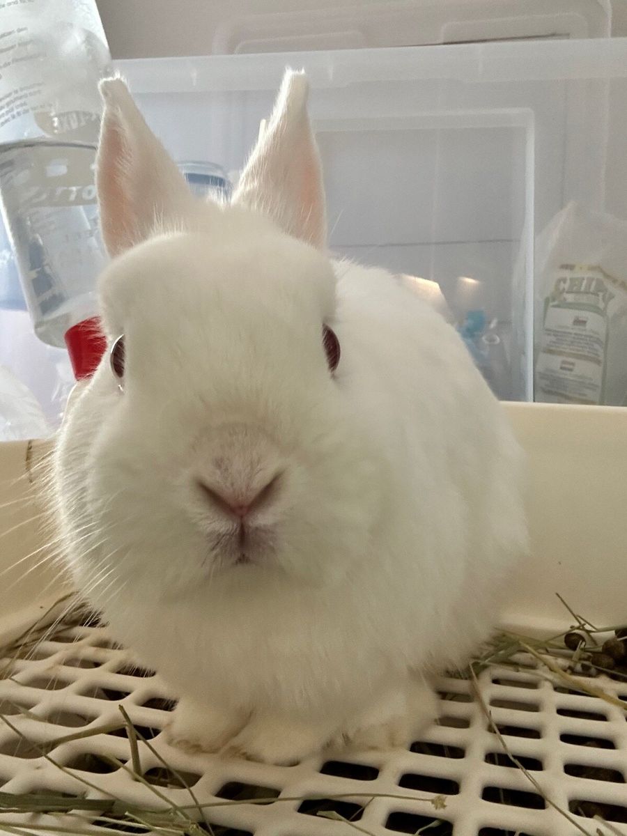 Dwarf house outlet rabbit