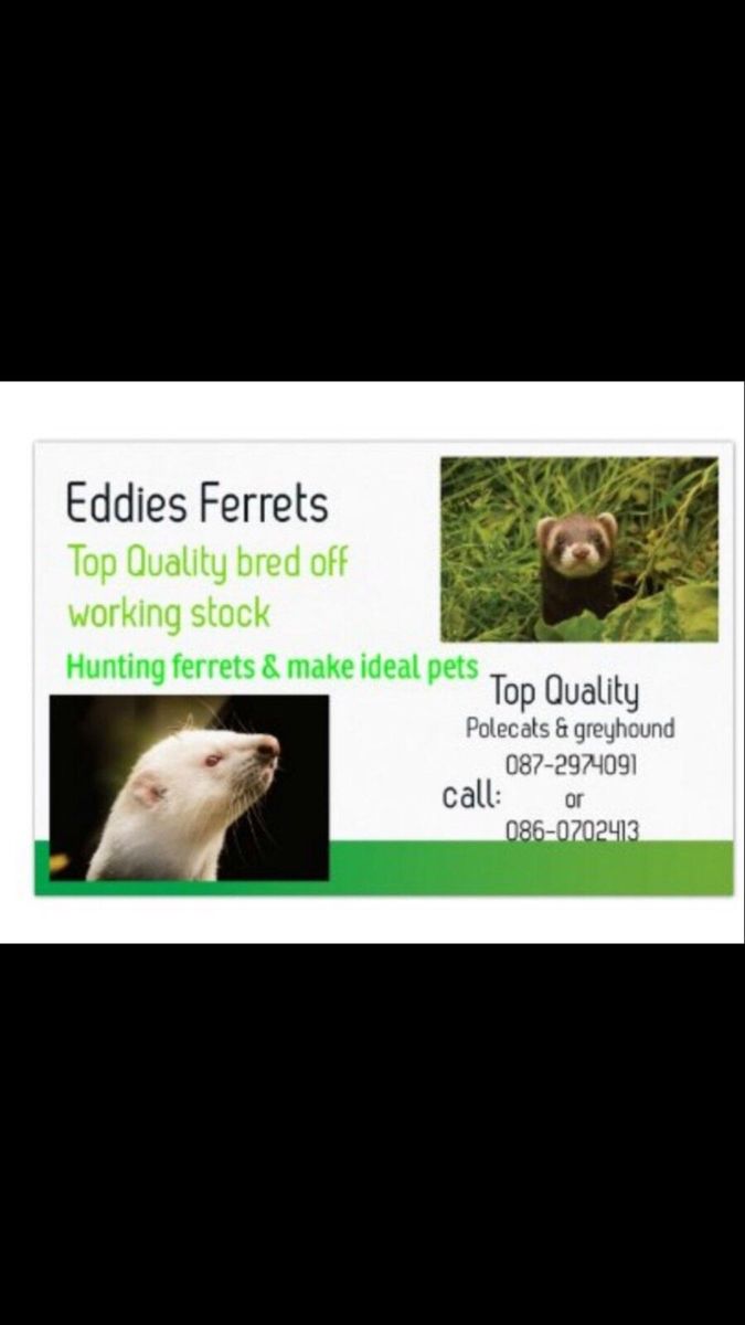 Greyhound ferrets for store sale