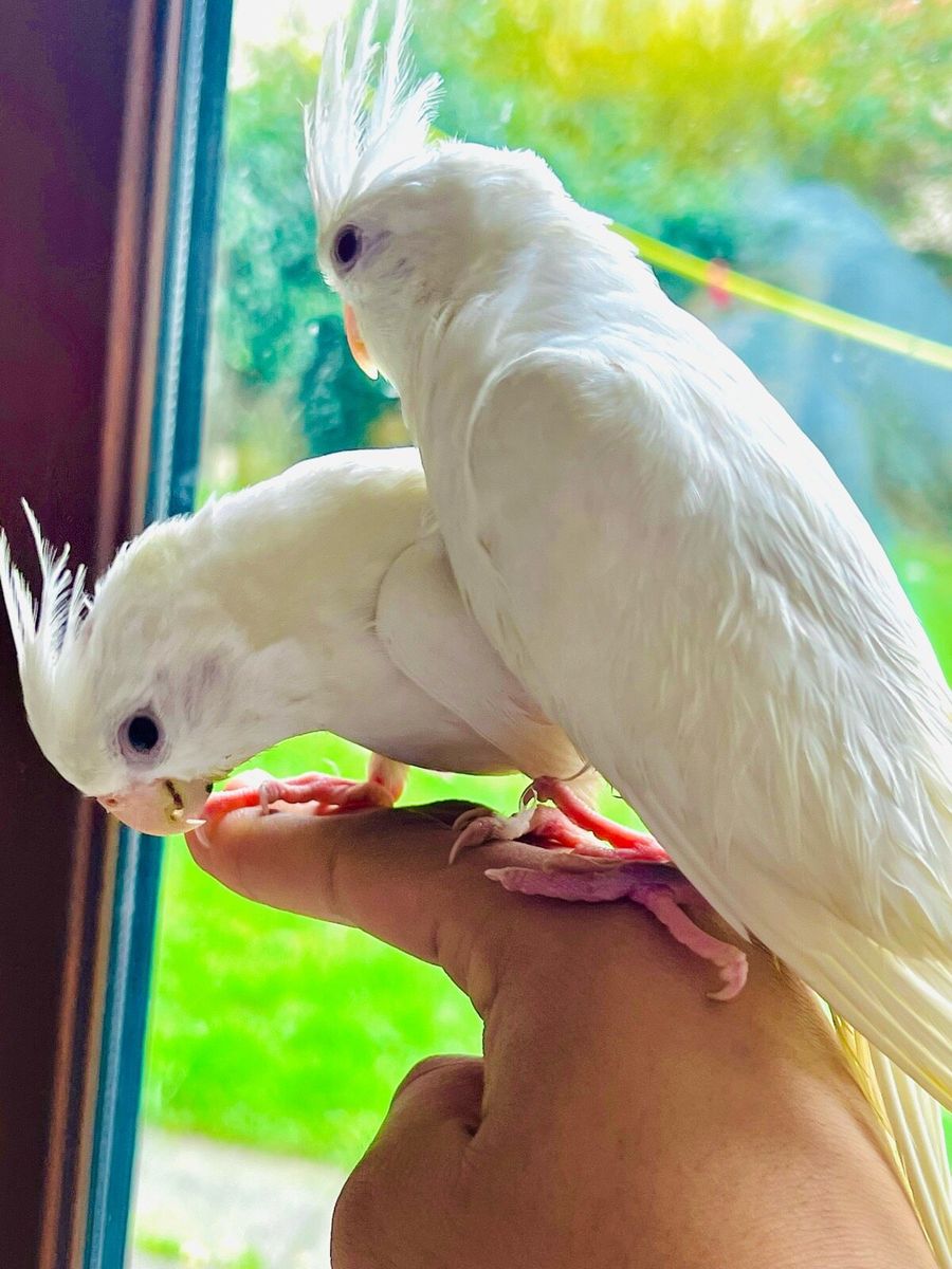 Albino cockatiel best sale