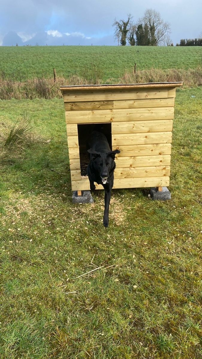 Done deal cheap dog boxes