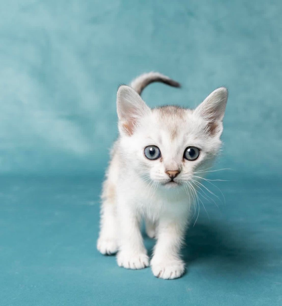 Burmilla kittens hot sale for sale